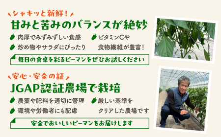 【訳あり】【先行予約】ピーマン 1kg JGAP取得 福島県産 田村市