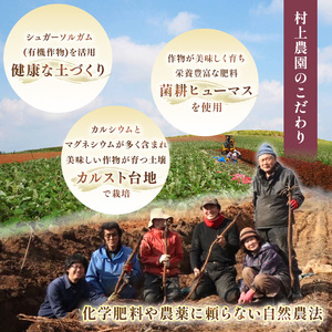 さつまいも TVで紹介！ 【 アフター保証 】甘くておいしい！ 紅はるか 5kg