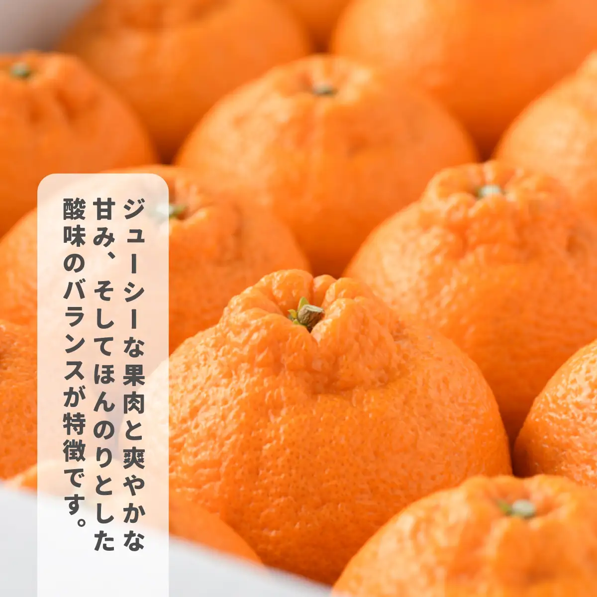 みかん【先行予約】瀬戸内のデコポン 約5kg 3L～L　18玉～24玉　JA選果品　上島・今治産 柑橘