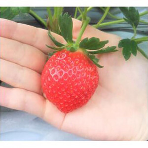 【先行予約】三重県鈴鹿市産 いちご とちおとめ 12粒