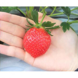 【先行予約】三重県鈴鹿市産 いちご とちおとめ 24粒