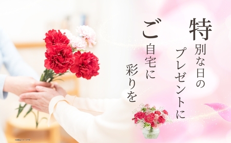 ＜選べる配送月＞ 北海道 カーネーション ミックス 4品種 12本以上 切り花 切花 花束 ブーケ 季節 旬 生花 フラワー アレンジメント 記念日 産地直送 つきがたふるさと花の会 10月お届け