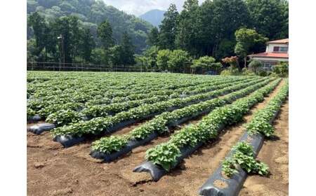 【予約受付！６月以降順次発送】芋焼酎７１０（ナナイチマル）　【数量限定 SDGS 紅はるか 地場産品 本格芋焼酎】