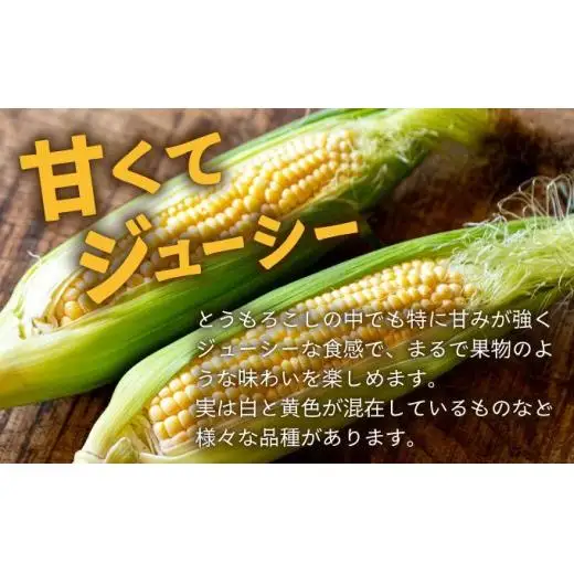 【先行予約2027年1月-5月配送】1番遅くて1番早い⁉ 朝採れプレミアムスイートコーンを皮付きのまま15本お届け！！