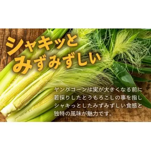 【先行予約2027年1月-5月配送】1番遅くて1番早い⁉ 朝採れプレミアムヤングコーンを皮付きのまま20本お届け！！