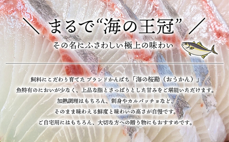 B2-0118／垂水カンパチ『海の桜勘』 皮無しロイン　1.4kg以上
