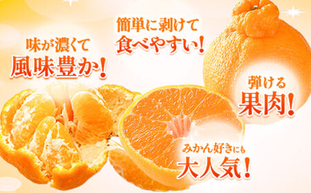 不知火 デコみかん ( デコポン と同品種 ) ご家庭用 《3-7日以内に出荷予定(土日祝除く)》訳あり 熊本県産 ( 荒尾市産含む ) 約2.5kg(12-24玉前後) 柑橘みかん フルーツ 不知火 訳アリ でこみかん 果物 5kg