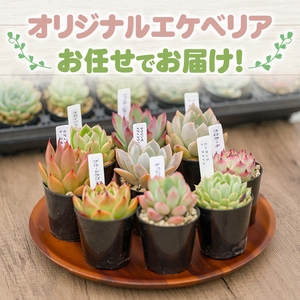 多肉植物 おまかせセット ＜9個＞ 6cmポット エケベリア アソート セット 観葉植物 インテリア 多肉 植物 ビザールプランツ 【ゆうゆうグリーン】ta552