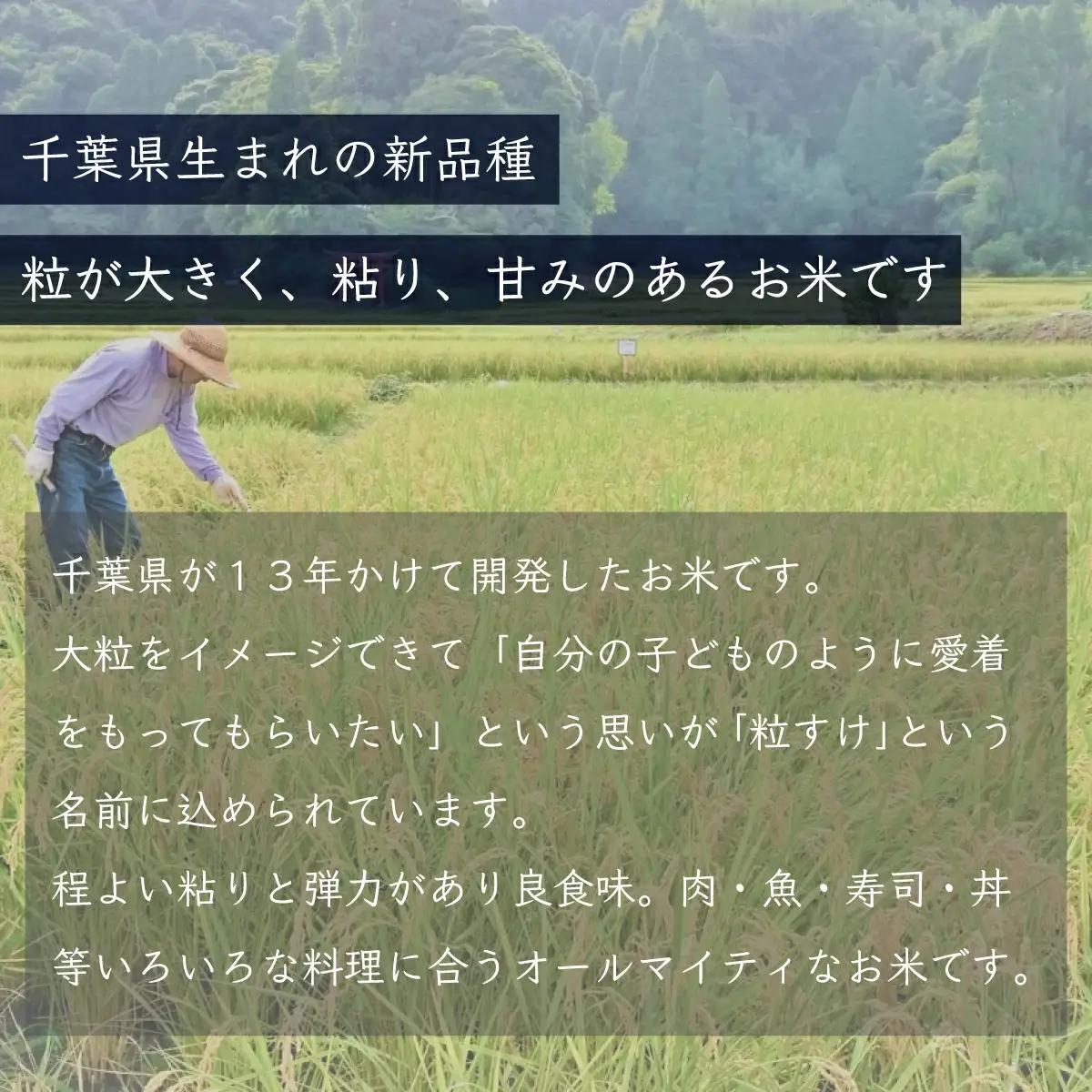 【最短2～7営業日出荷】令和7年産 千葉県産「粒すけ」5kg（5kg×1袋） お米 5kg 千葉県産 大網白里市 粒すけ 米 精米 こめ 送料無料 A053