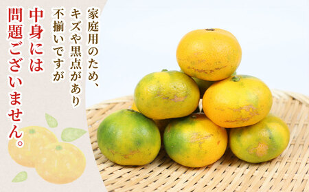 家庭用 極早生 みかん 10kg 矢野青果 温州みかん 果物 くだもの フルーツ 柑橘 蜜柑 愛媛蜜柑 愛媛みかん 愛媛ミカン mikan 産地直送 数量限定 国産 愛媛 宇和島 B024-171024