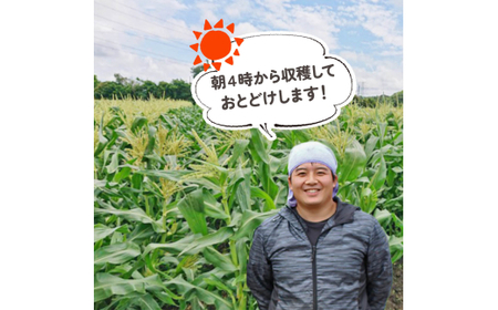 朝採れとうもろこし みらい (味来) 13本入 [0733]