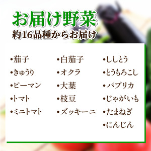 訳あり 野菜 夏野菜 セット 6～8品目 3人～4人用 野菜 夏野菜 野菜 夏野菜