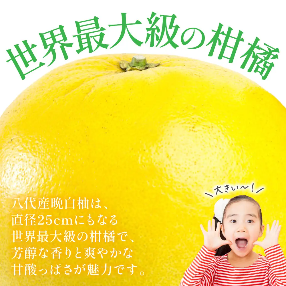 【先行予約】 晩白柚 （秀2L以上×1玉） 約2kg以上 ばんぺいゆ 果物 果実 くだもの フルーツ 柑橘 柑橘類 熊本県 八代市 【2026年12月中旬より順次発送】