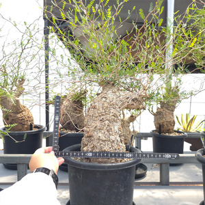 オペルクリカリア・パキプス「塊根植物の王様」(発根管理済) Z5｜観葉植物 コーデックス [0591]