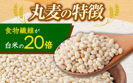 もち麦よりも『ぷりっ』とした弾力 【3回定期便】長崎県産 丸麦 5kg / 麦 むぎ 雑穀 雑穀米 麦ごはん 麦飯 麦みそ 食物繊維 / 諫早市 / 有限会社伊東精麦 [AHBU014]