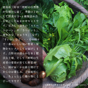 野菜 おまかせ セット 3～4種 旬の野菜 詰め合わせ【 野菜 】