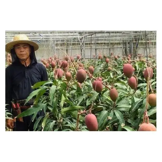 ＜先行予約2026年発送＞宮古島産“完熟アーウィンマンゴー”《贈答用》2kg【福来多まつばらマンゴー園】（MF02）