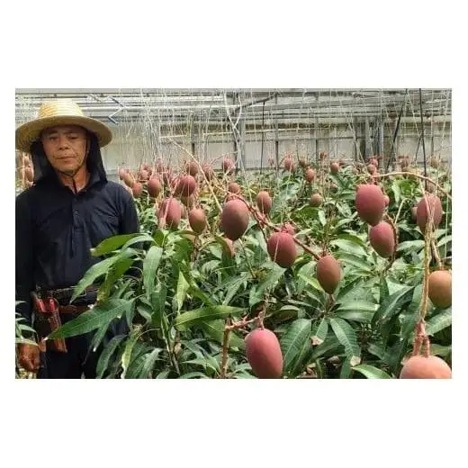 ＜先行予約2026年発送＞宮古島産“完熟アーウィンマンゴー”《贈答用》4kg【福来多まつばらマンゴー園】（MF03）