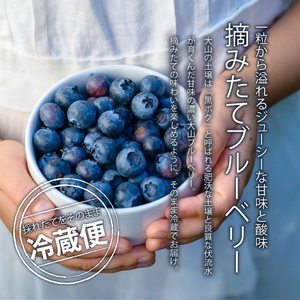 MS-33　新鮮生ブルーベリー1kg（8月採れ）