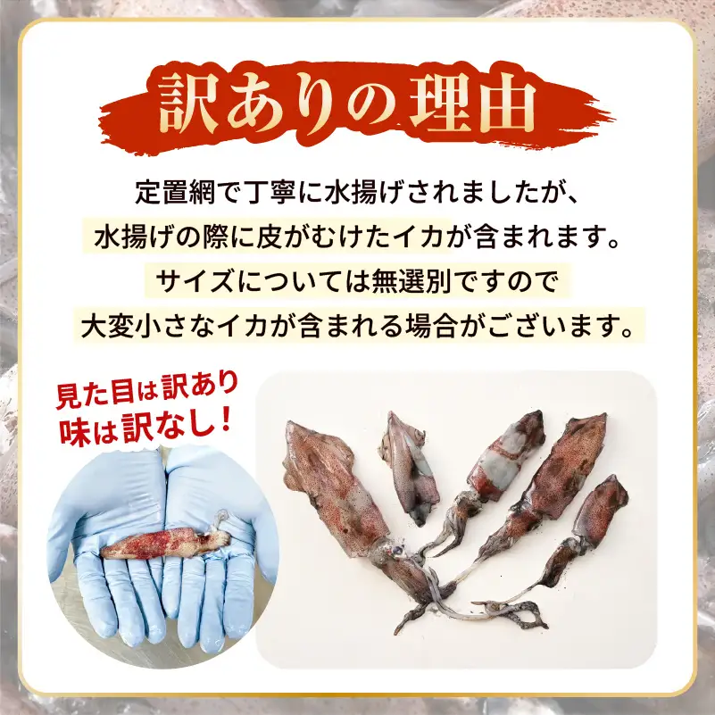 【急速冷凍】【訳あり】生いか 天然ケンサキイカ サイズ無選別 500g 定置網漁 皮むけ・サイズ不揃い【剣先いか 生イカ いか 白イカ いかめし いか焼き 姿焼き げそ 煮付け 海鮮 鮮魚 おつまみ】 [e15-a061]