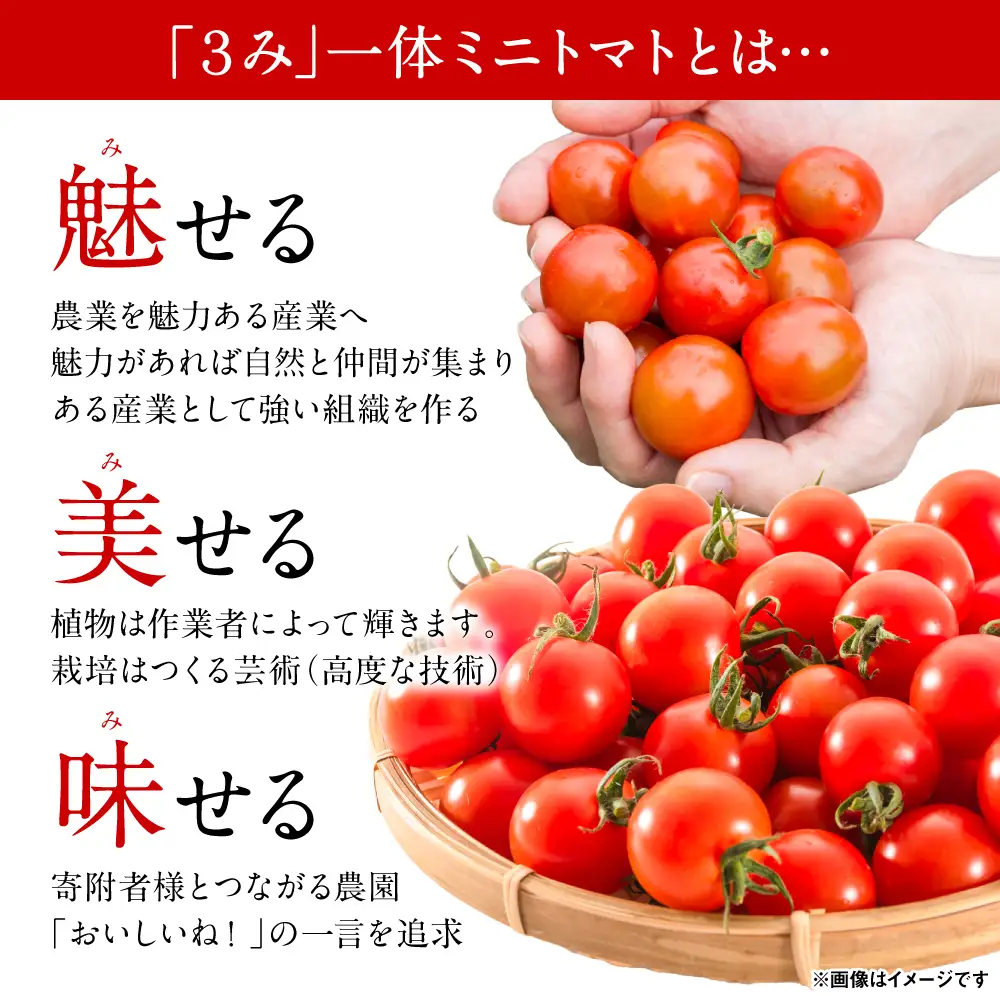 魅せる・美せる・味せる！「３み」一体ミニトマト！ 八代市産 トマト ミニトマト 約3kg 野菜 とまと 熊本県 八代市