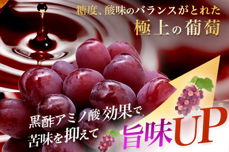 ブラックシャインマスカット 富士の輝き 1房 約700g 【先行予約】【2026年8月下旬～9月下旬発送予定】希少 高糖度 ブラック シャインマスカット マスカット フルーツ 果物 ぶどう 新鮮 生産者直送 葡萄 佐賀県 鹿島市 送料無料 C-156