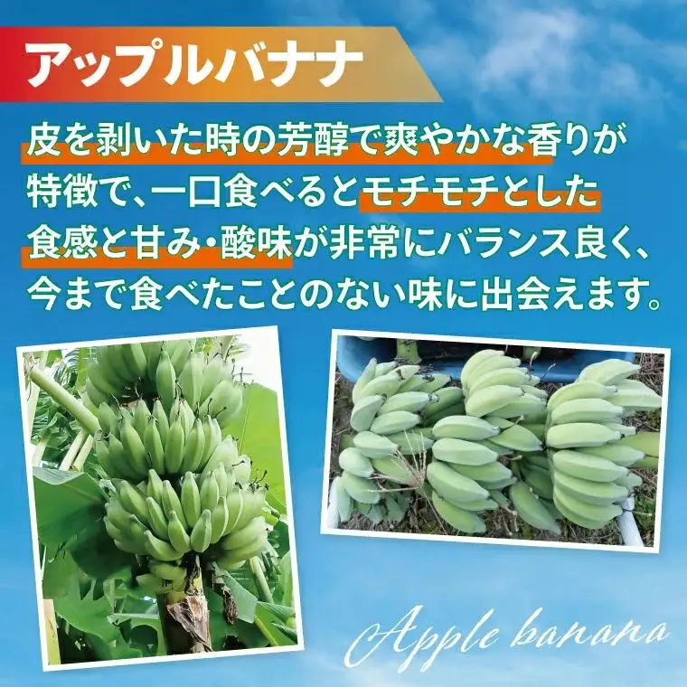アップルバナナ 約2kg