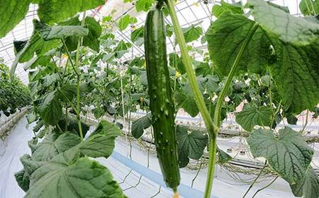福島県須賀川市産 岩瀬キュウリ10kg 産地直送のパリパリ新鮮きゅうり F7X-0132
