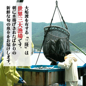 鮮魚便 獲れたて 8～12匹 刺し身 ＼ 刺し身 ／