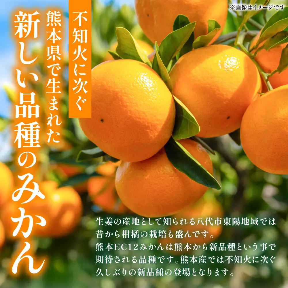 【先行予約】 みかん 八代市東陽町産の 「熊本EC12みかん」 約3kg みかん 【2026年12月上旬より順次発送】