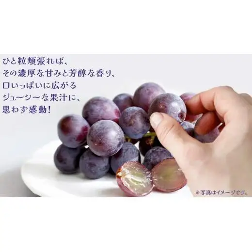 【 お中元 熨斗付き】 巨峰 ４房 【2026年8月上旬発送開始】(茨城県共通返礼品：大子町)