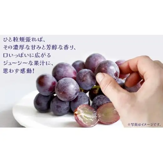 【 お中元 桐箱入り】 巨峰 １房 【2026年8月上旬発送開始】(茨城県共通返礼品：大子町) 