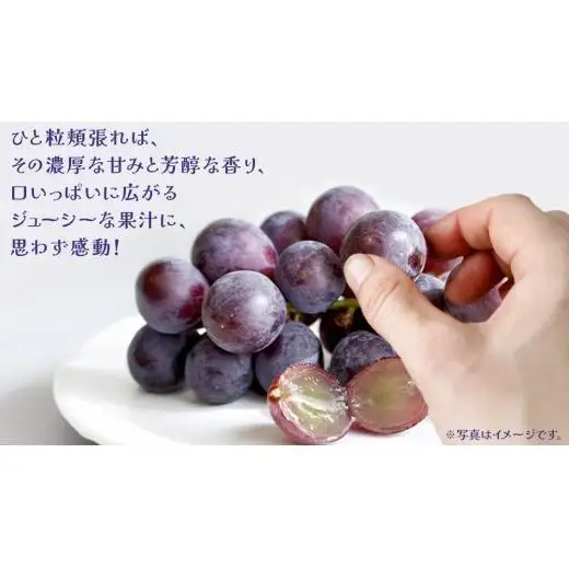 【桐箱入り】 巨峰 ２房 【2026年7月上旬発送開始】(茨城県共通返礼品：大子町)