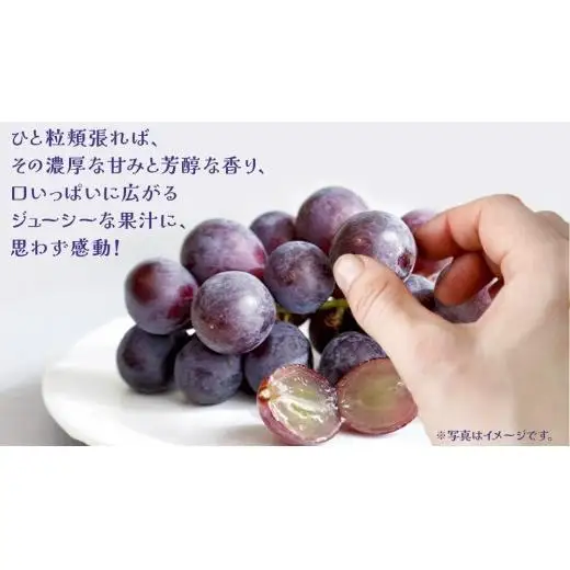 巨峰 5kg (7～9房) 【2026年7月上旬発送開始】(茨城県共通返礼品：大子町)