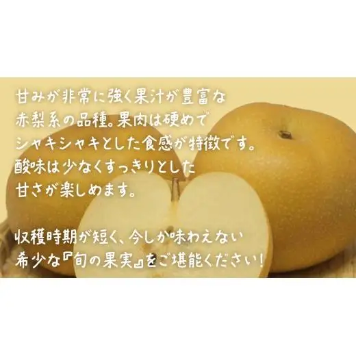 幸水 約5kg (10～12玉)【2026年8月上旬発送開始】(茨城県共通返礼品：大子町)