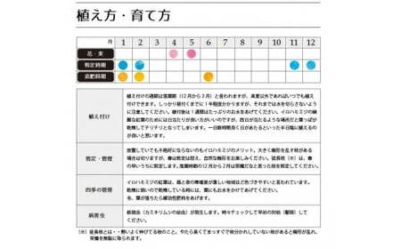 イロハモミジ（伊呂波紅葉）苗木 単木 樹高1.2m前後 3本セット ポット苗 シンボルツリー 落葉樹 植木 庭木【価格改定】