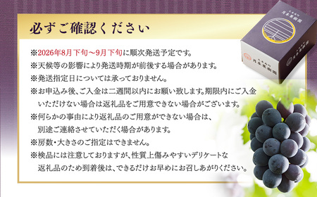 ニューピオーネ 1.2kg （2～3房） 【2026年8月下旬-9月下旬発送予定】 ／ ぶどう 葡萄 果物 果実 フルーツ 種なし 大粒 甘味 岡山県 美咲町 冷蔵