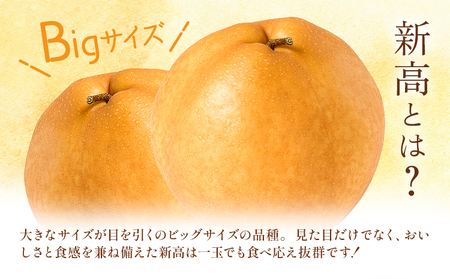 先行予約 新高梨  約1.8kg（4～7玉） 日本フルーツ株式会社 《9月上旬-10月上旬頃出荷》熊本県 荒尾市 新高梨 梨 果物 フルーツ スイーツ デザート ギフト ご贈答