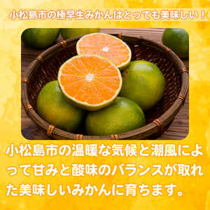 【2026年10月発送】 極早生みかん 秀品 3kg 温州 みかん