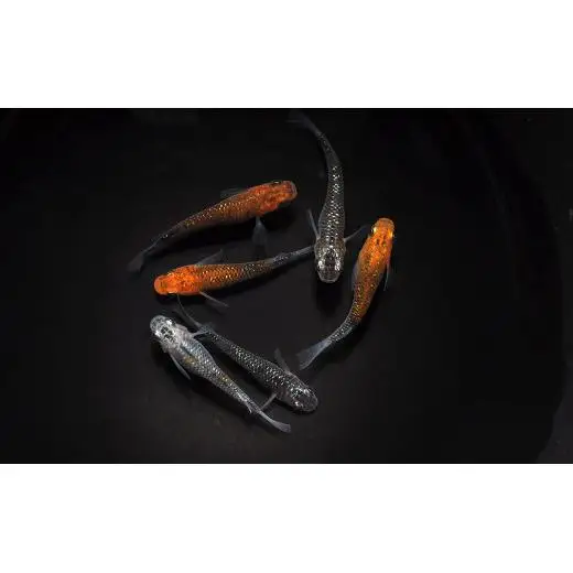 メダカ「夜煌（やこう）」1ペア