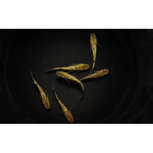 メダカ「琥珀ラメみゆき」2ペア