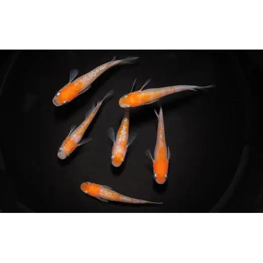 メダカ「小江戸紅白」1ペア