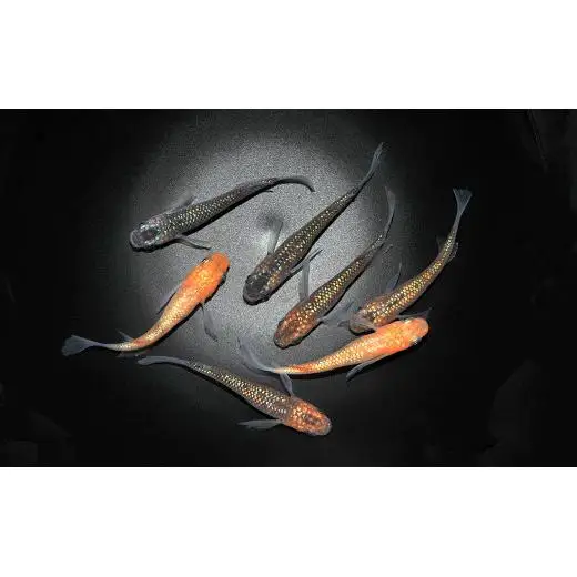 メダカ「オーロラ黄ラメヒレ長」1ペア