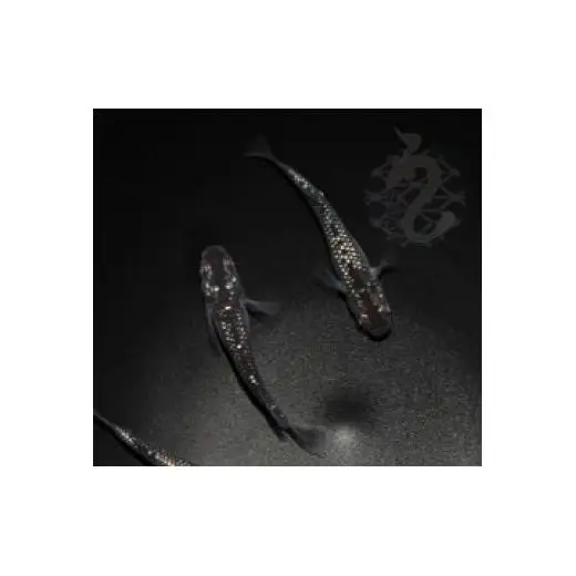 メダカ「クラウドグレーダイヤ」2ペア