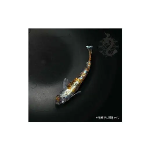 メダカ「朱光菊（Aクラス）」3ペア