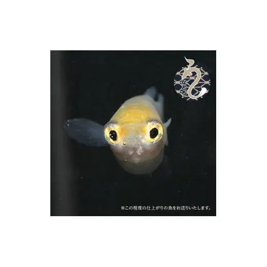 メダカ「ポニョ」2ペア