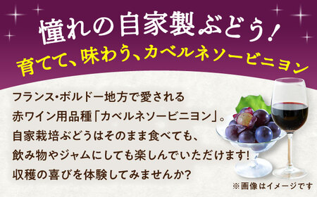 ワイン用 ブドウ苗(カベルネソービニヨン用) 6号鉢入り 2?3年生 大苗 樹高60cm前後 ぶどう  BHCQ004