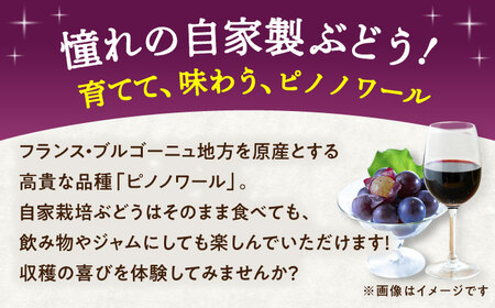 ワイン用 ブドウ苗(ピノノワール)6号鉢入り 2~3年生 大苗 樹高50cm前後 苗 BHCQ006