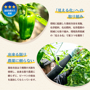 志布志産訳ありピーマン(1kg) ピーマン 訳あり 野菜 やさい ぴーまん 新鮮 常温 常温保存 おかず 詰め合わせ 銀賞 銀賞受賞 野菜ソムリエサミット p5-050