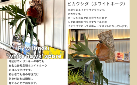 ビカクシダ(コウモリラン)ホワイトホーク P. willinckii white hawk spore